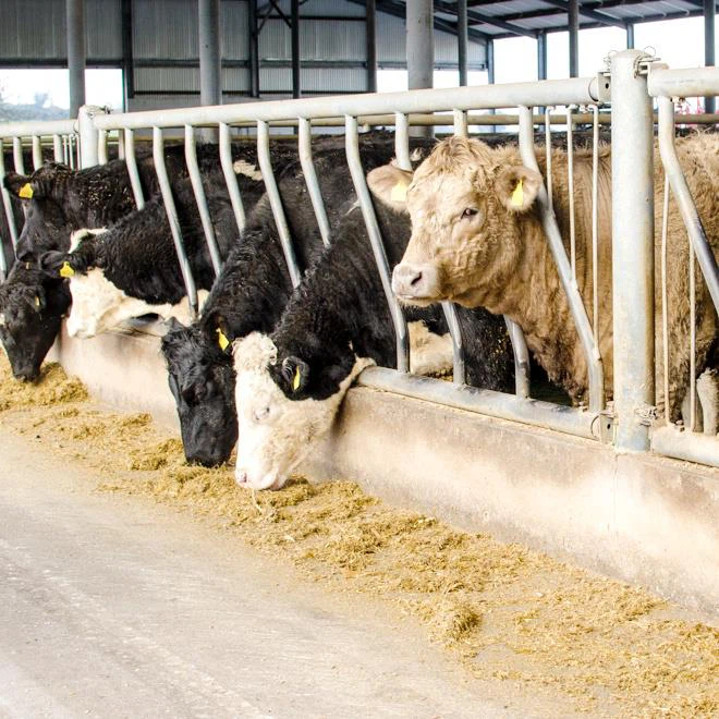 Beef Cattle Head Lock